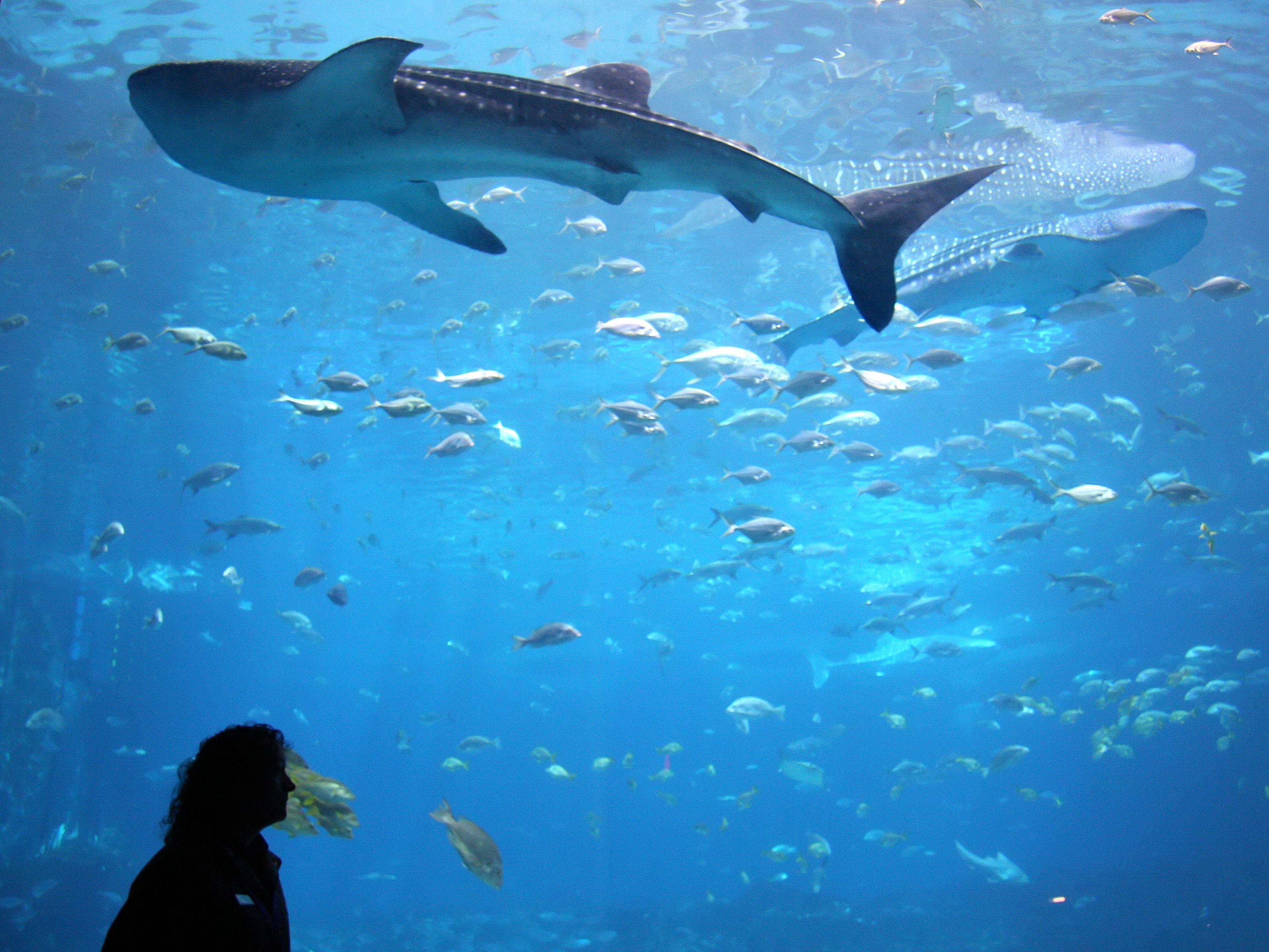 person standing in front of whale shark at aquarium